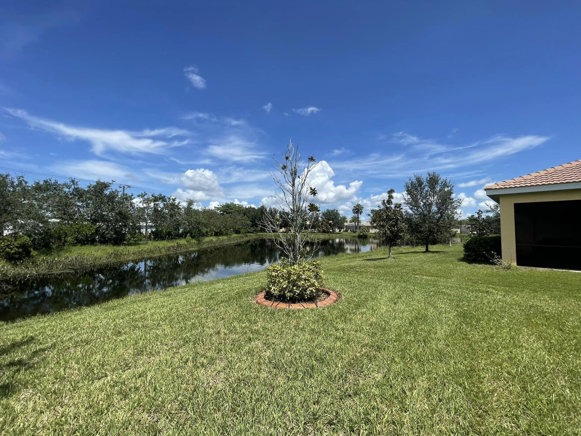 There is a tree in the middle of the grass next to a body of water.