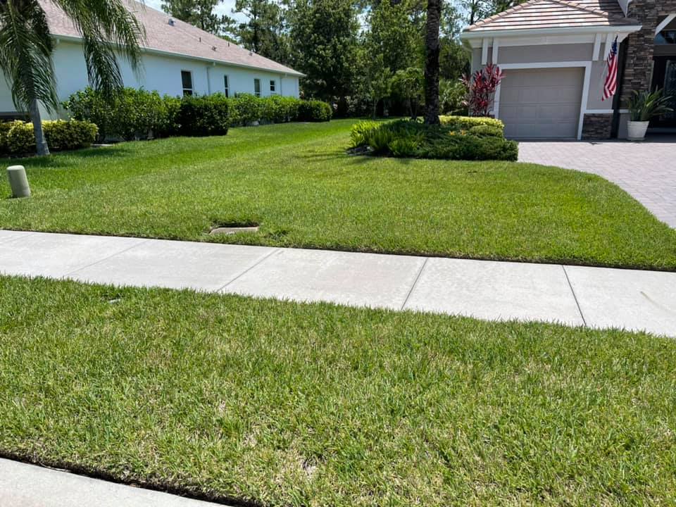 A lush green lawn with a concrete sidewalk in front of a house.