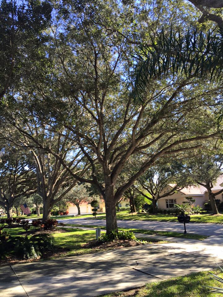 A row of trees in a residential neighborhood with houses in the background.