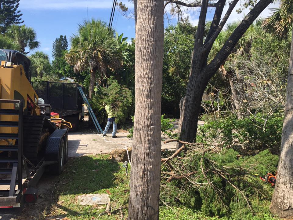 A man is standing next to a tree in a yard.