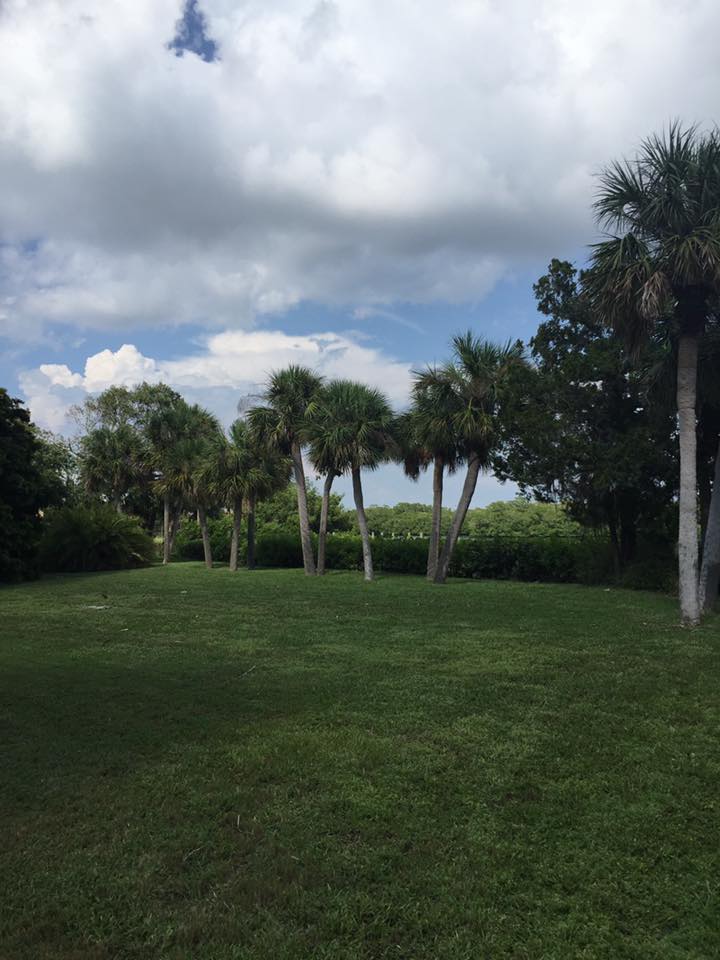 A lush green field filled with palm trees on a cloudy day.