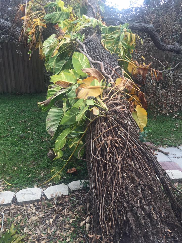 A tree that has fallen in a yard with a lot of leaves on it.