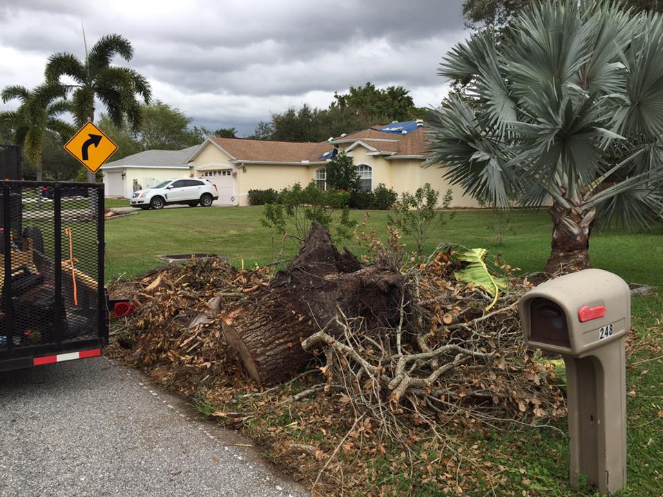 A large tree stump is sitting on the side of the road next to a mailbox.