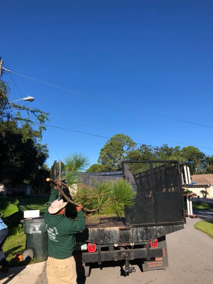 A man is loading a tree into a dump truck.