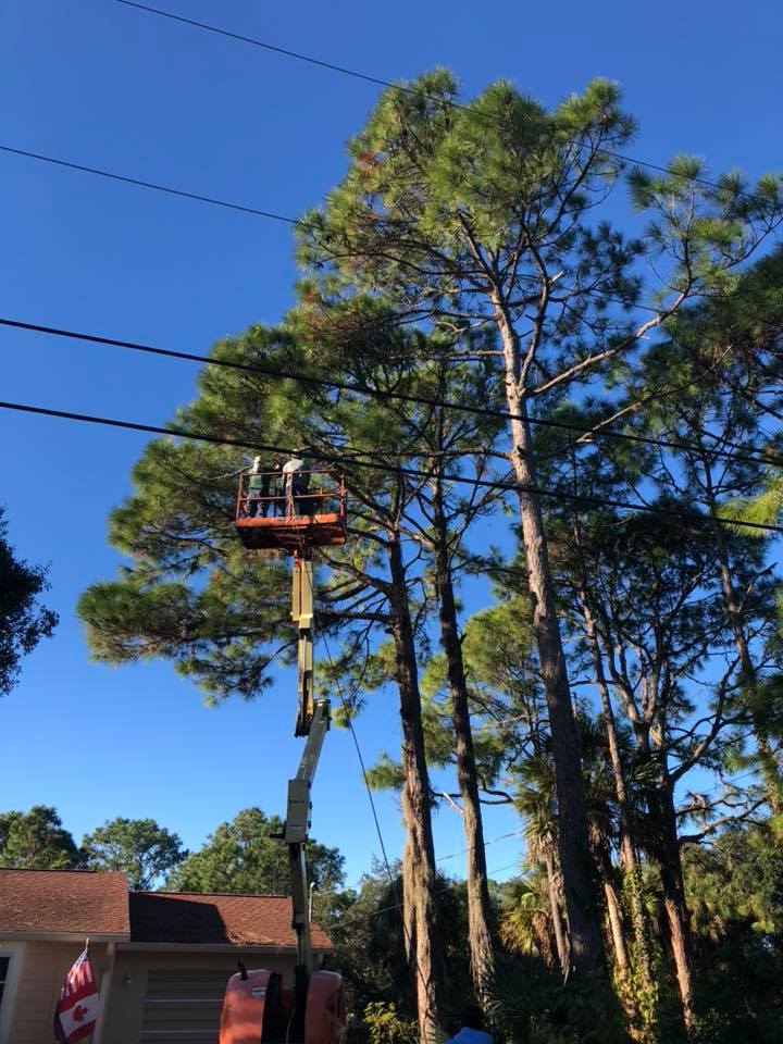 A crane is cutting a tree in front of a house.