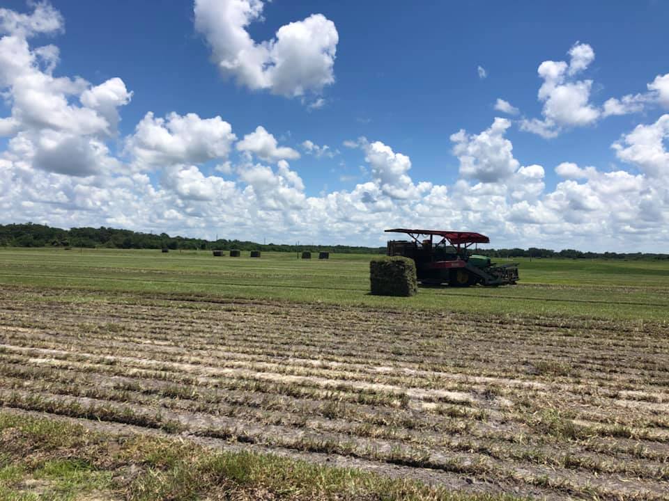 A tractor is baling hay in a field on a sunny day.