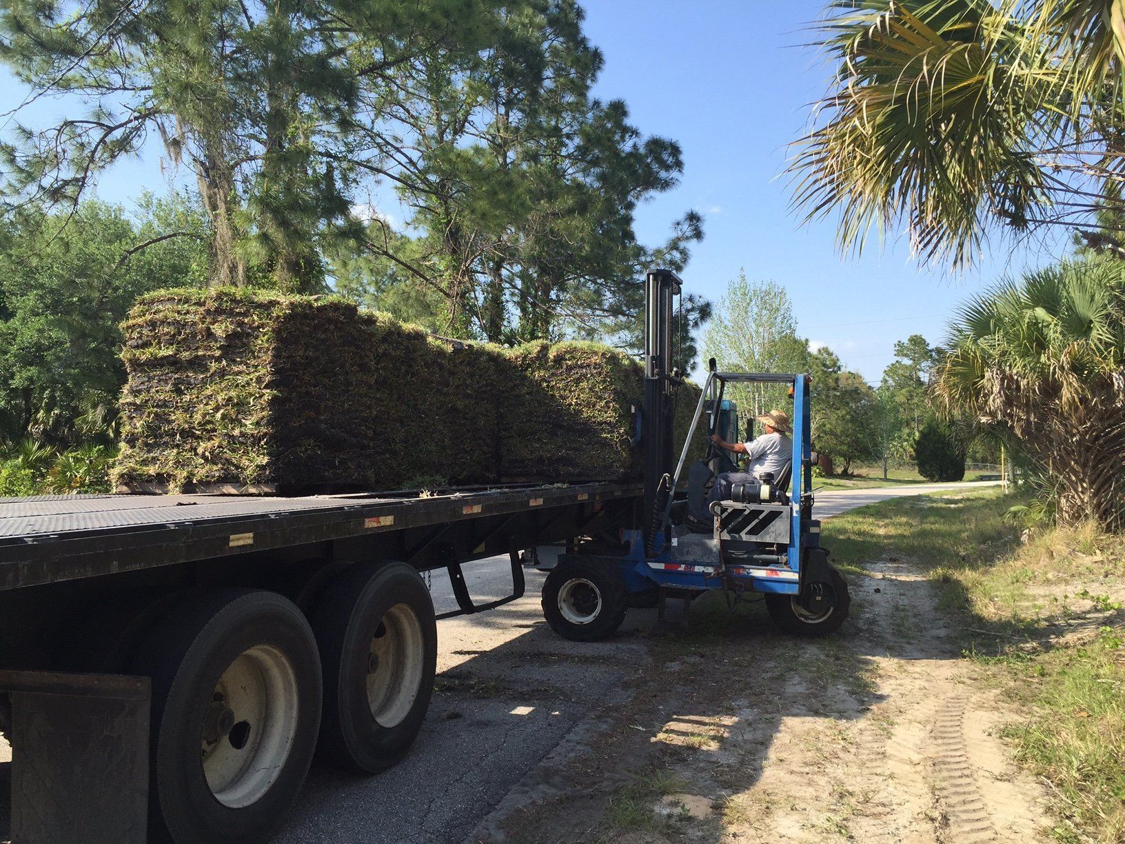 A forklift is loading grass onto a flatbed truck.