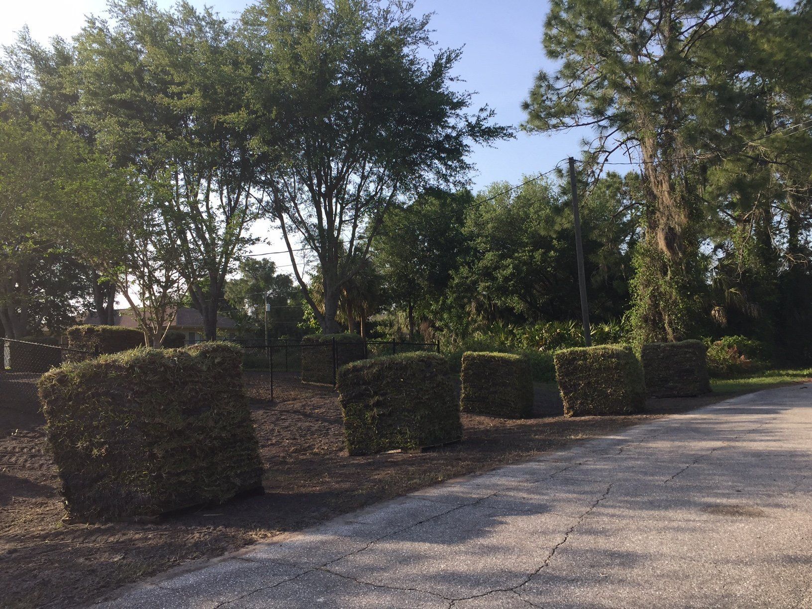 A driveway surrounded by trees and bushes on a sunny day