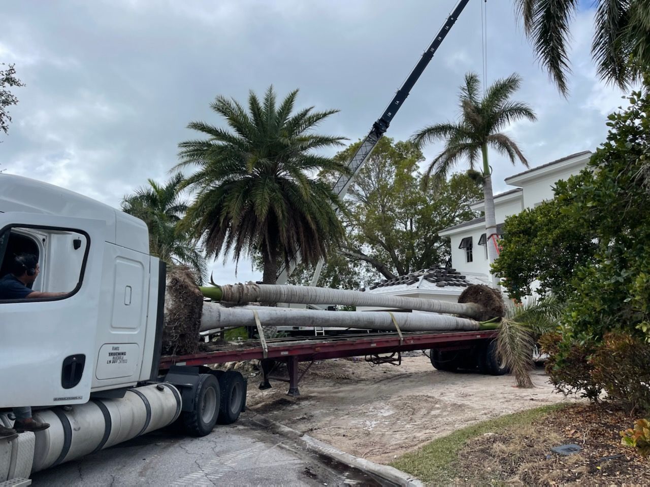 A white semi truck is carrying a large tree on a trailer.