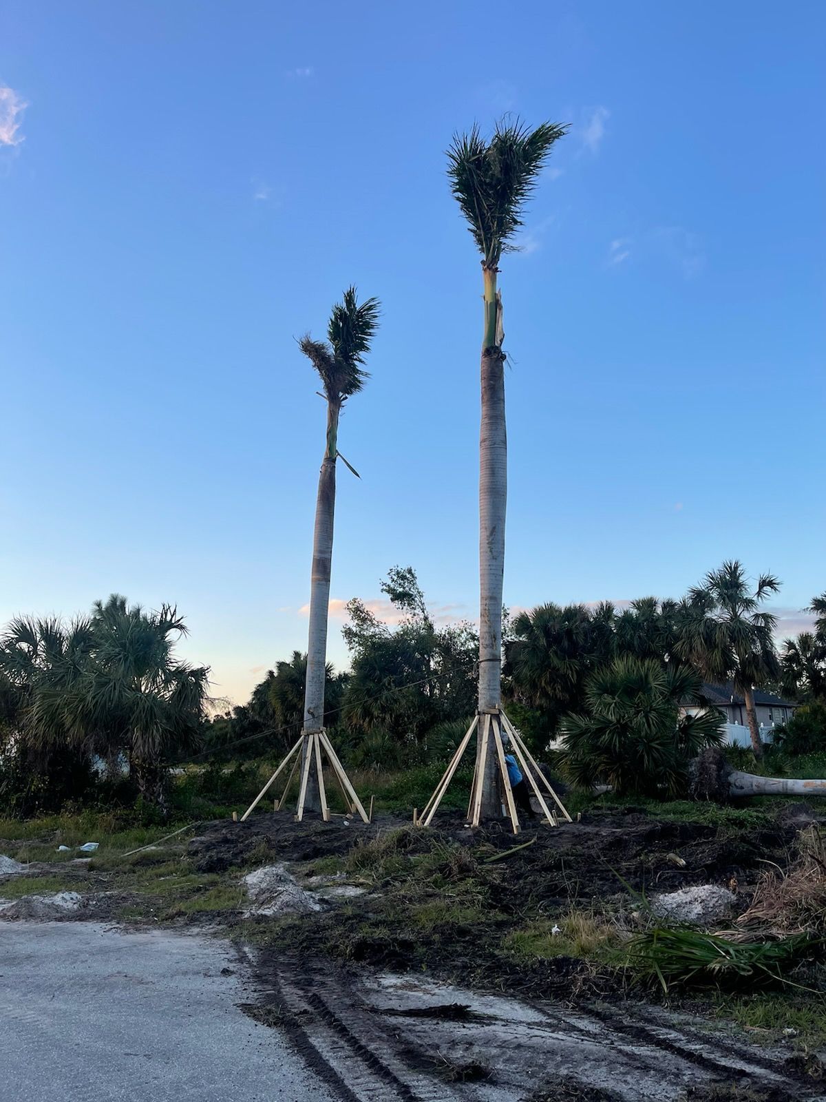 Two palm trees are standing next to each other in a dirt field.