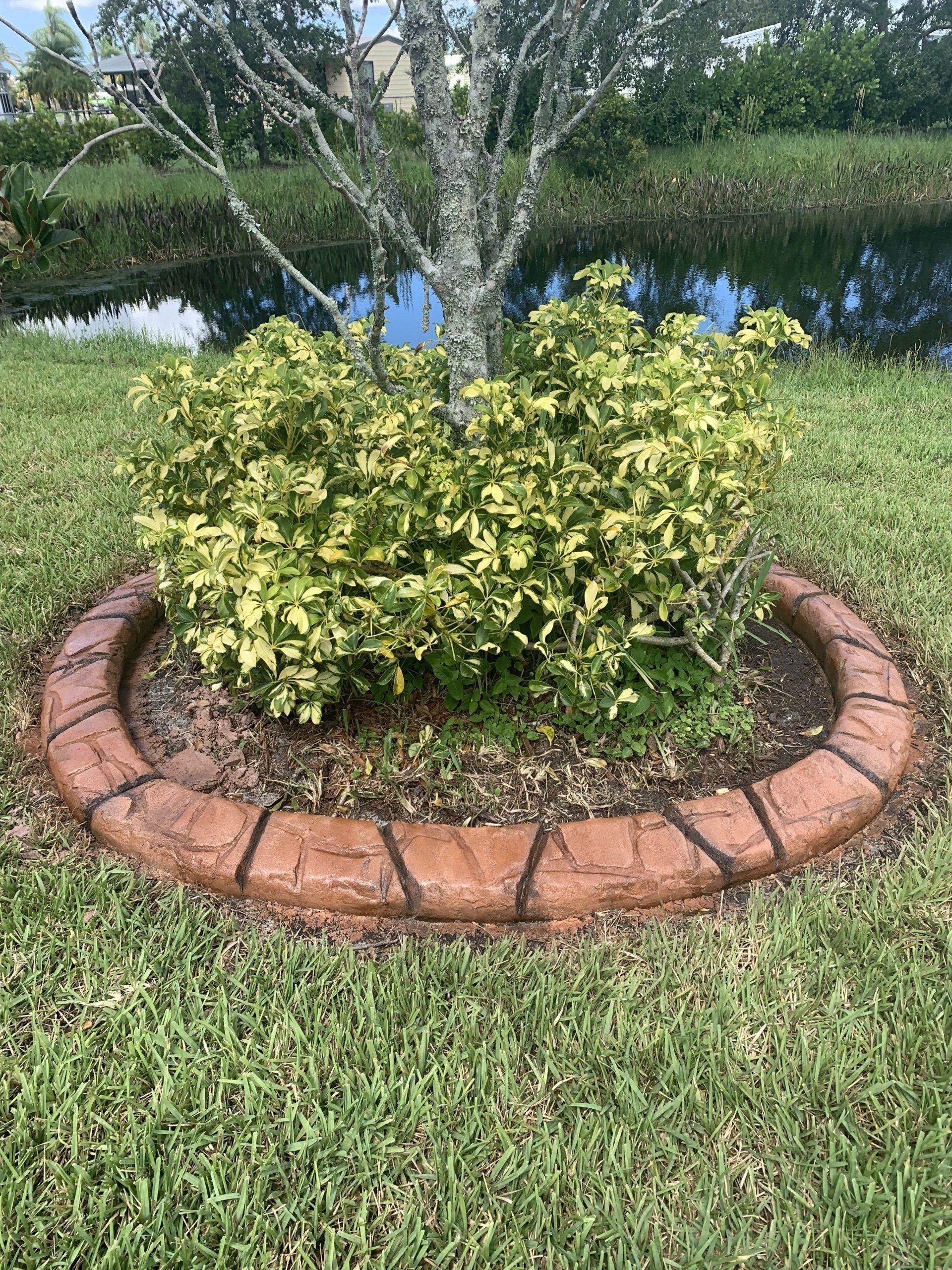 A tree in the middle of a lawn with a brick border around it.