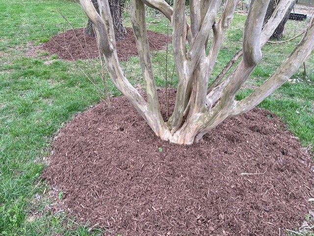A tree is surrounded by mulch in a yard.