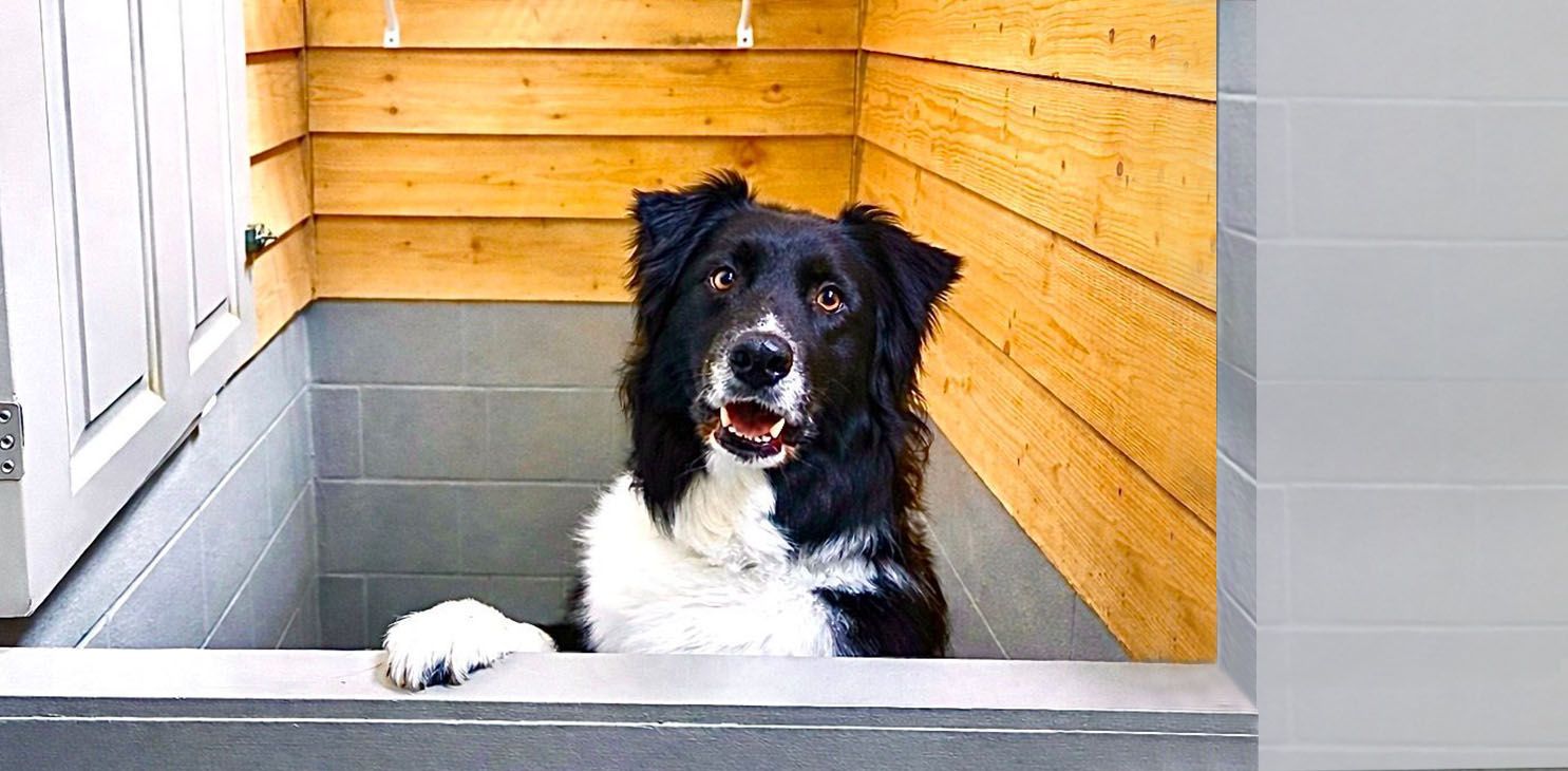 Pet Boarding