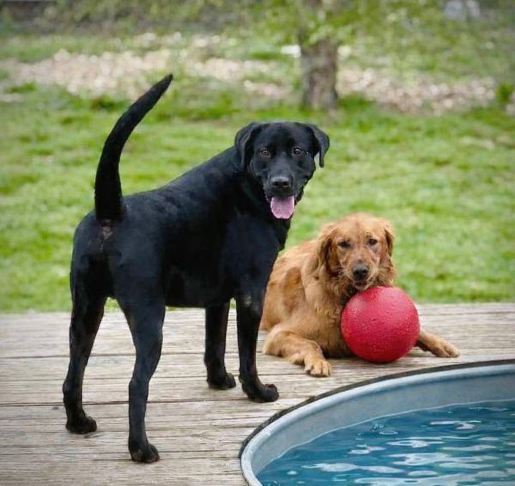 A black dog stands on a deck, while a golden dog lies beside it resting its head on a large red ball near a pool.