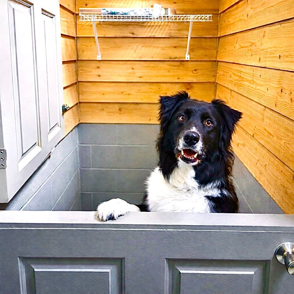 A black and white dog rests its paw on the edge of a gray dutch door inside a room with light wood paneled walls.