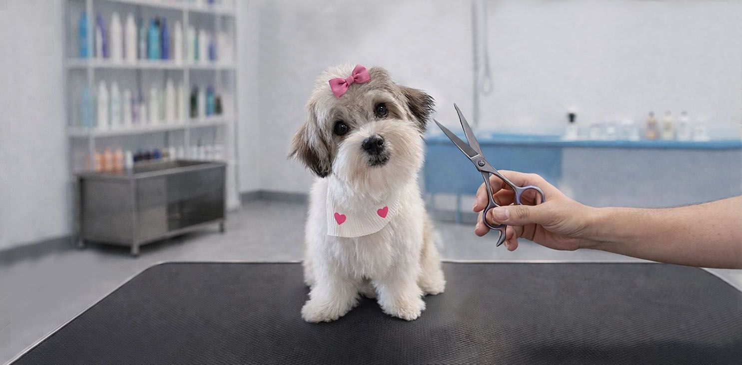 Pet Grooming