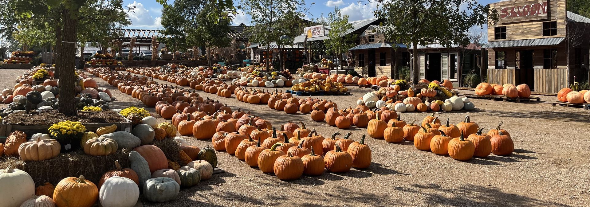 Pumpkin patch with trees, a variety of pumpkins, and old-west style main street of play houses