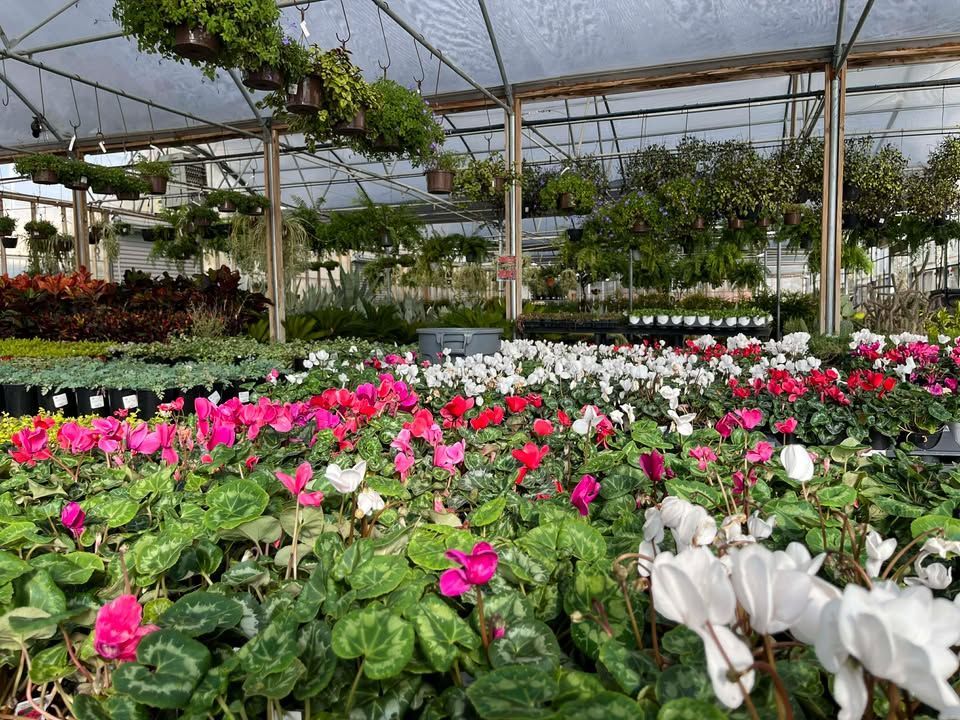 Cyclamen, Croton, Green plants, and hanging baskets inside a greenhouse