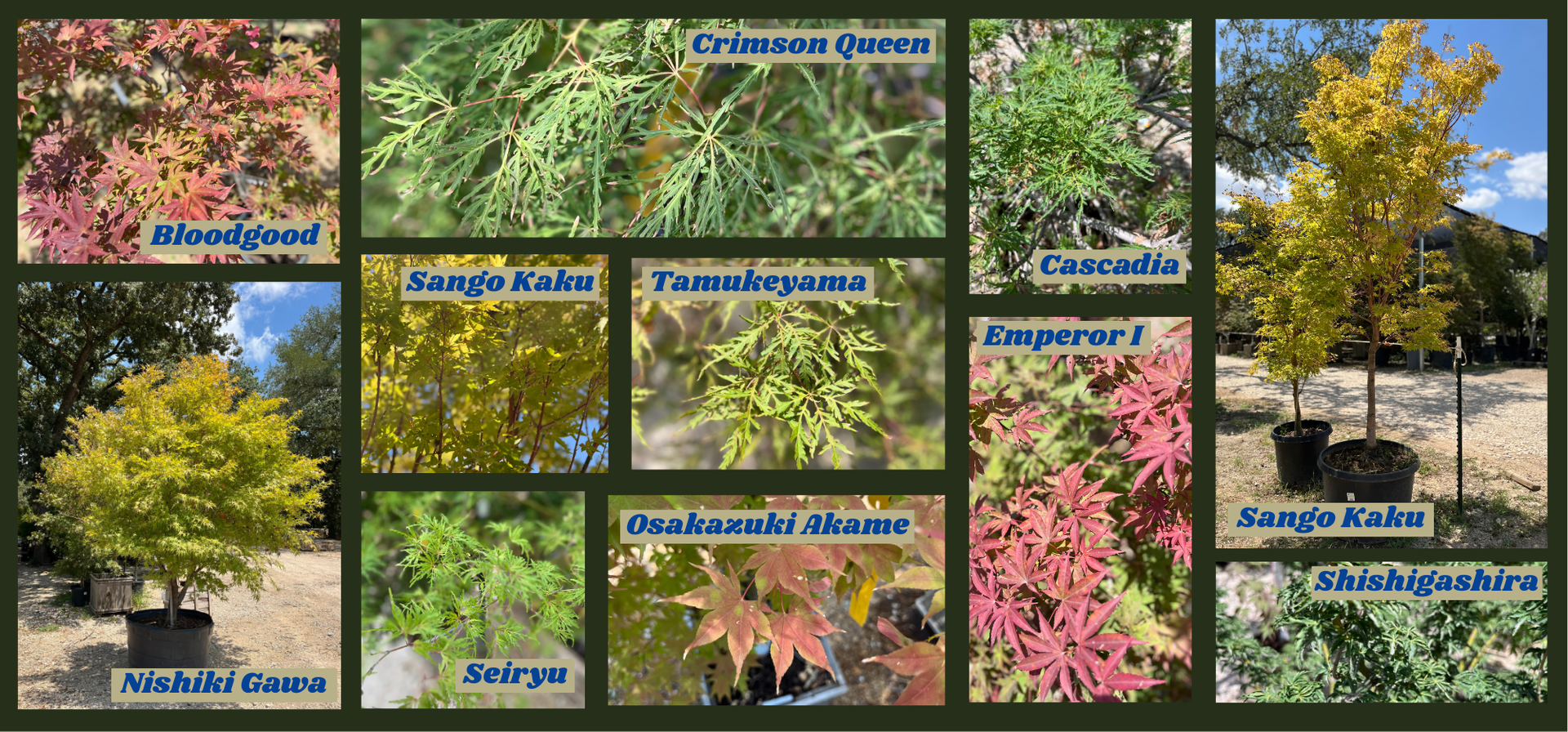 A collage of Japanese Maple tree varieties, with close up images of leaves. Varieties pictured (clockwise from bottom left) are Nishiki Gawa, Bloodgood, Crimson Queen, Cascadia, Sango Kaku Coral Bark, Shishigashira, Emperor I, Osakazuki Akame, Seiryu, Sango Kaku Coral Bark, and Tamukeyama.