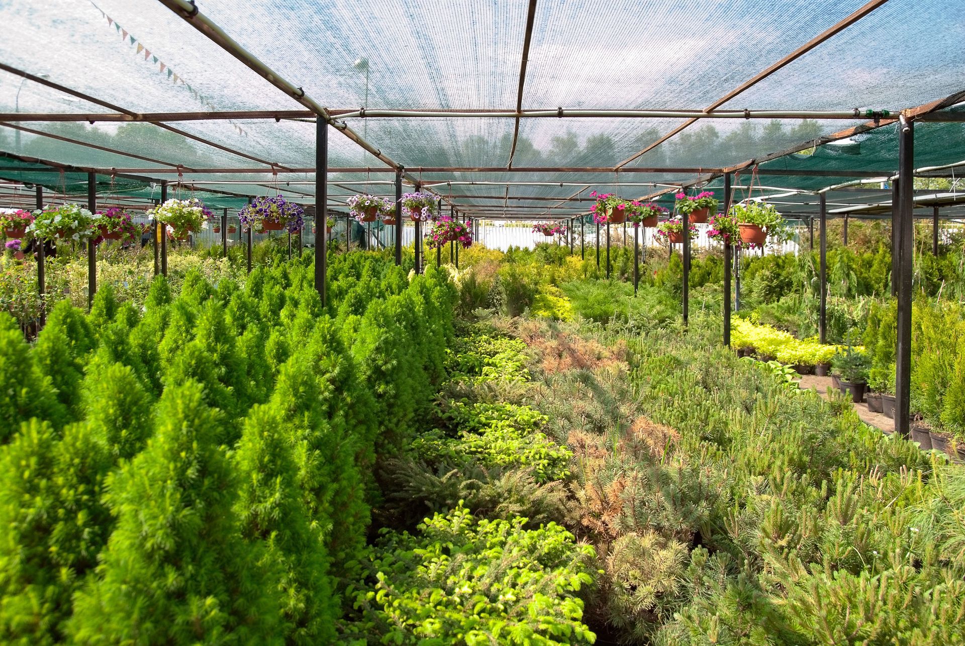 tree nursery