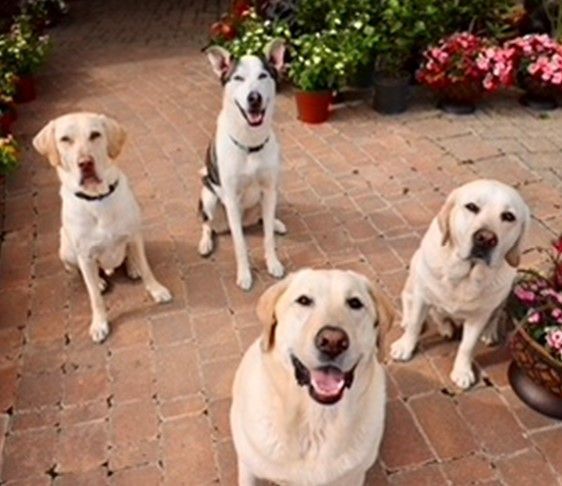 Three white dogs are sitting next to each other on the ground.