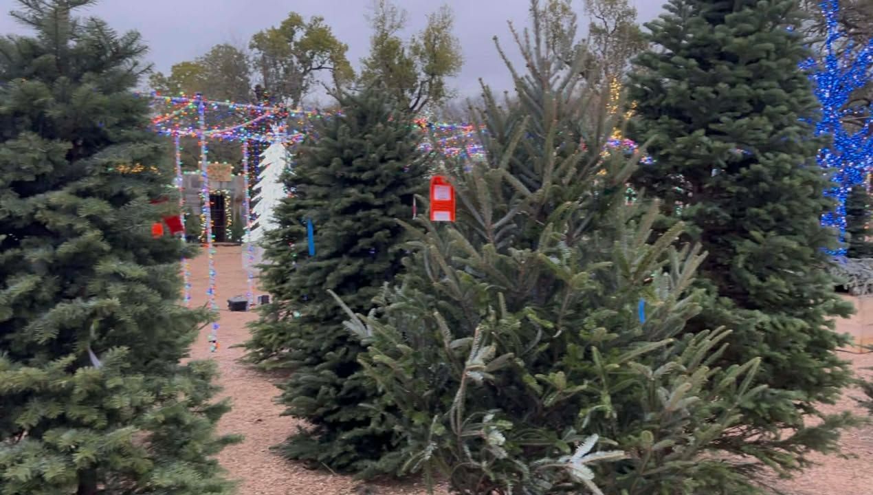 Fresh-cut Fraser Fir and Noble Fir Christmas Trees in a variety of sizes.