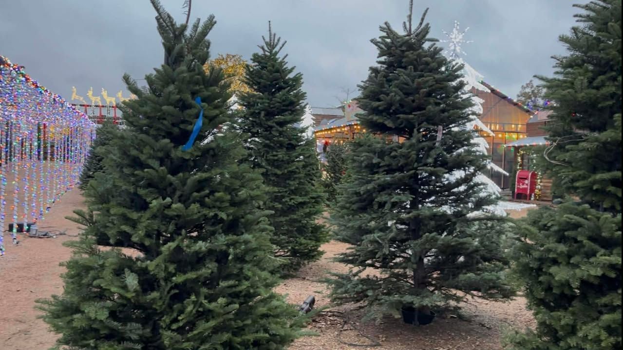 Fresh-cut Fraser Fir and Noble Fir Christmas Trees in a variety of sizes.