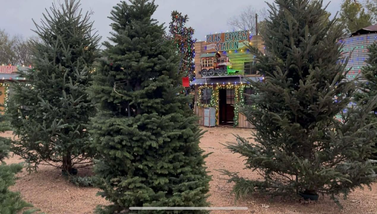 Fresh-cut Fraser Fir and Noble Fir Christmas Trees in a variety of sizes.