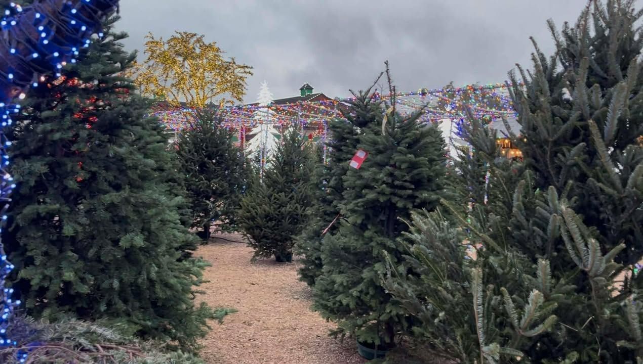 Fresh-cut Fraser Fir and Noble Fir Christmas Trees in a variety of sizes.
