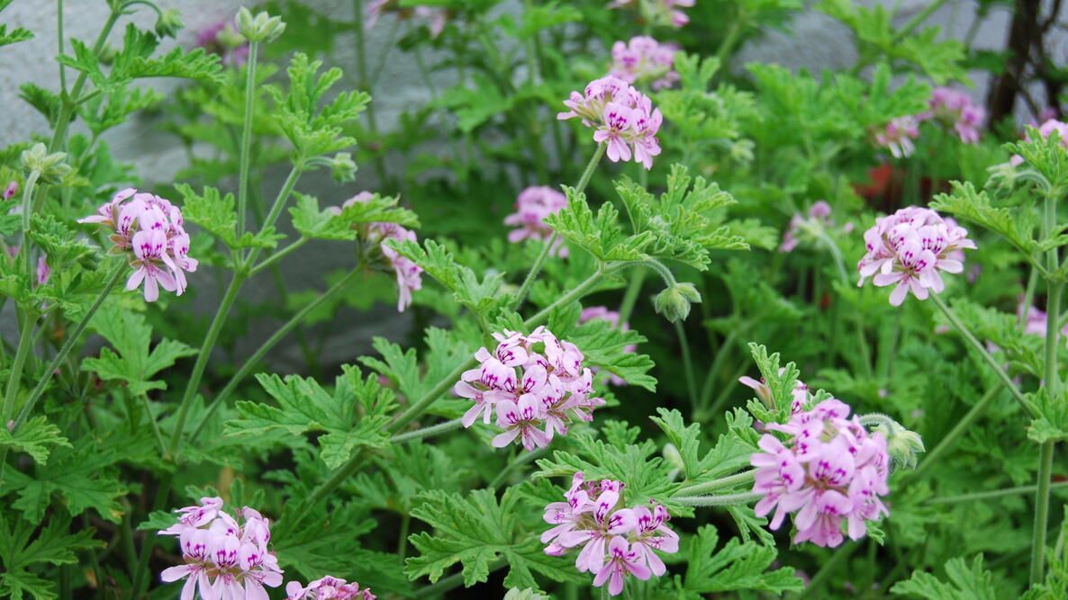 pink and purple flowers on citronella plants