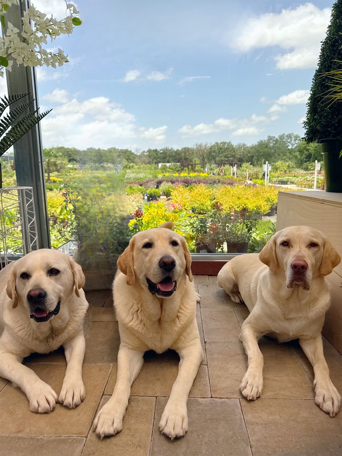 Three Labrador retrievers resting indoors, looking at the camera, with a garden view.