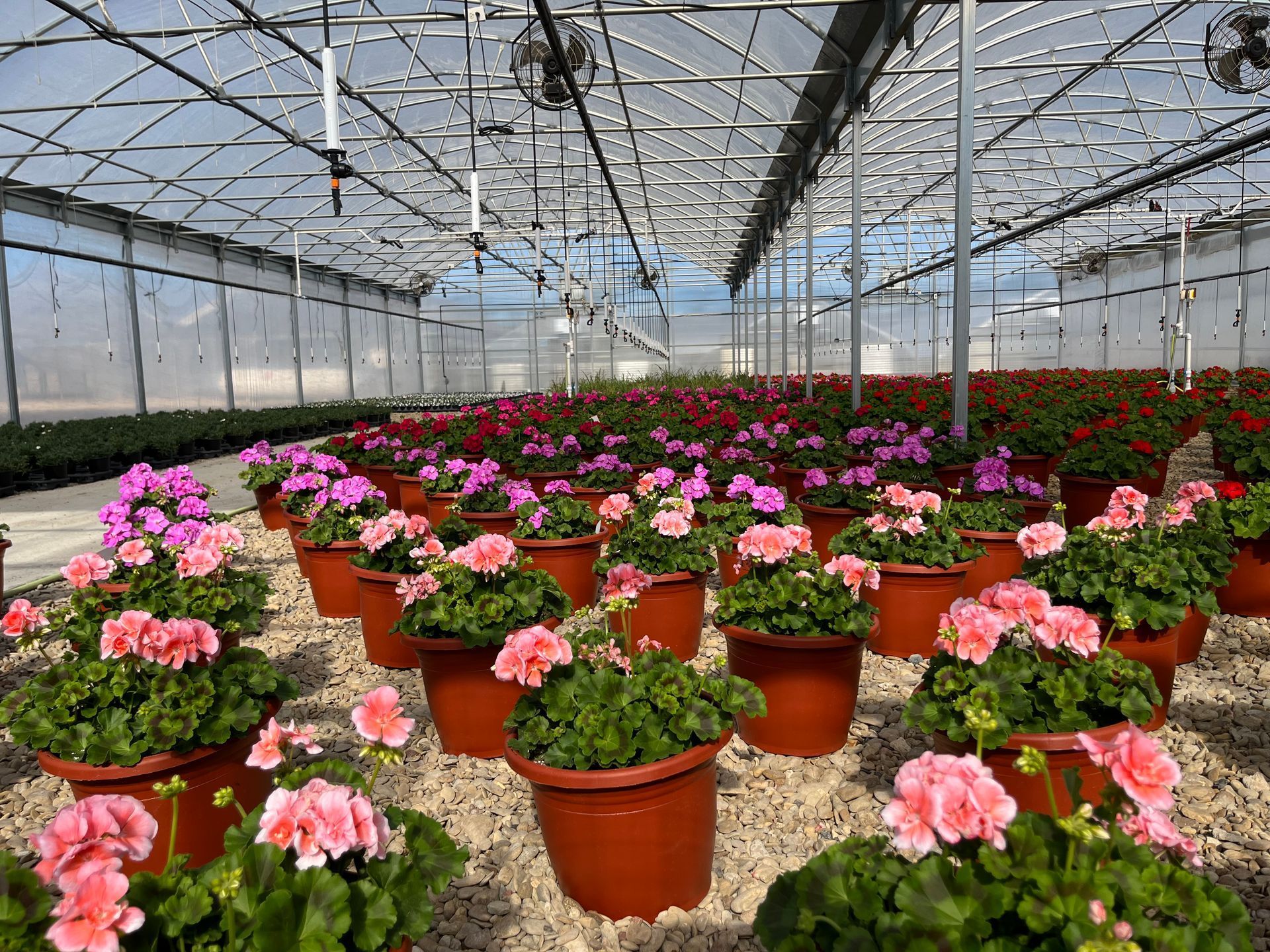 Rows of pink and red geraniums in brown pots inside a greenhouse with a transparent roof and white walls.