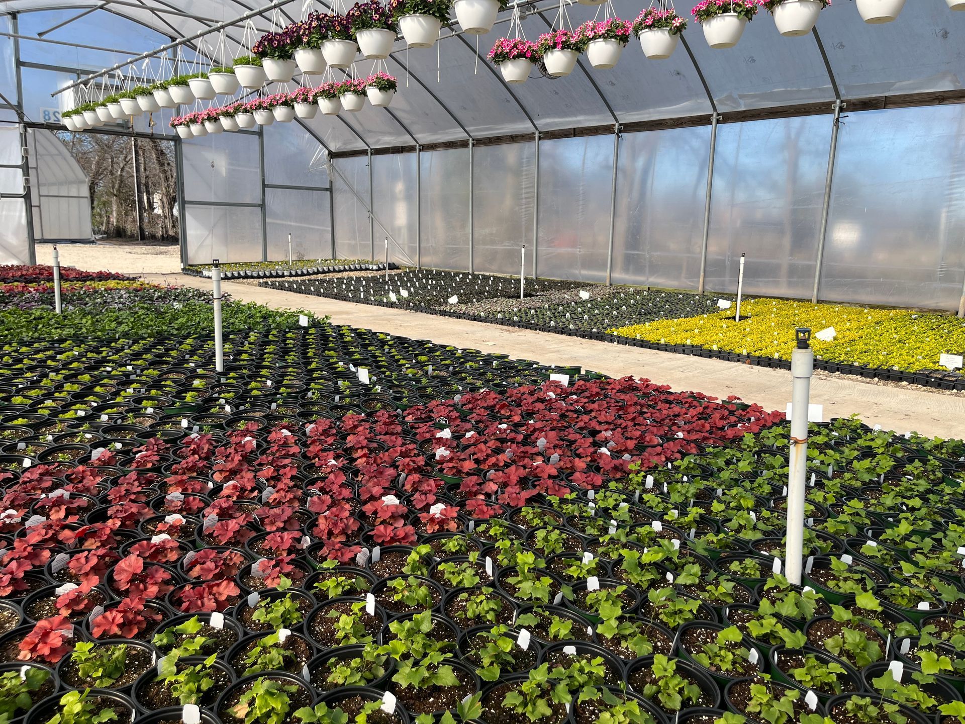 Greenhouse interior with rows of potted plants in various colors, hanging flowers overhead.