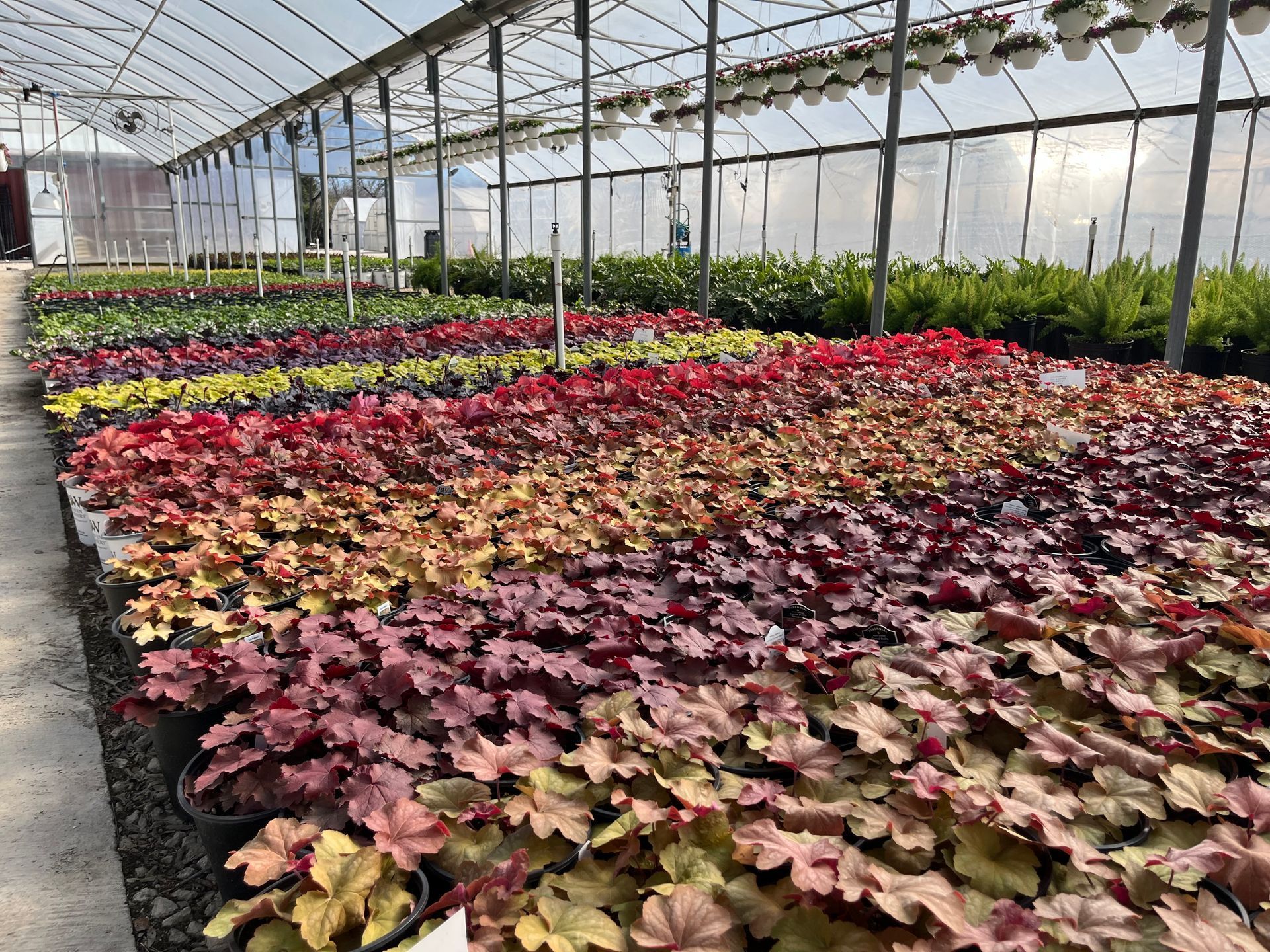 Rows of colorful plants in pots inside a greenhouse.