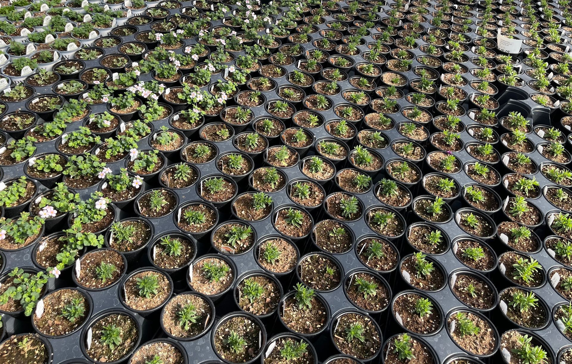 Rows of small potted plants in a greenhouse, likely for sale.