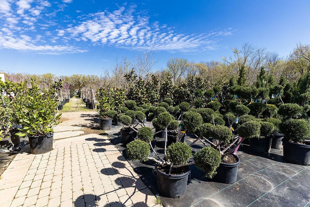 A garden center filled with lots of potted plants on a sunny day