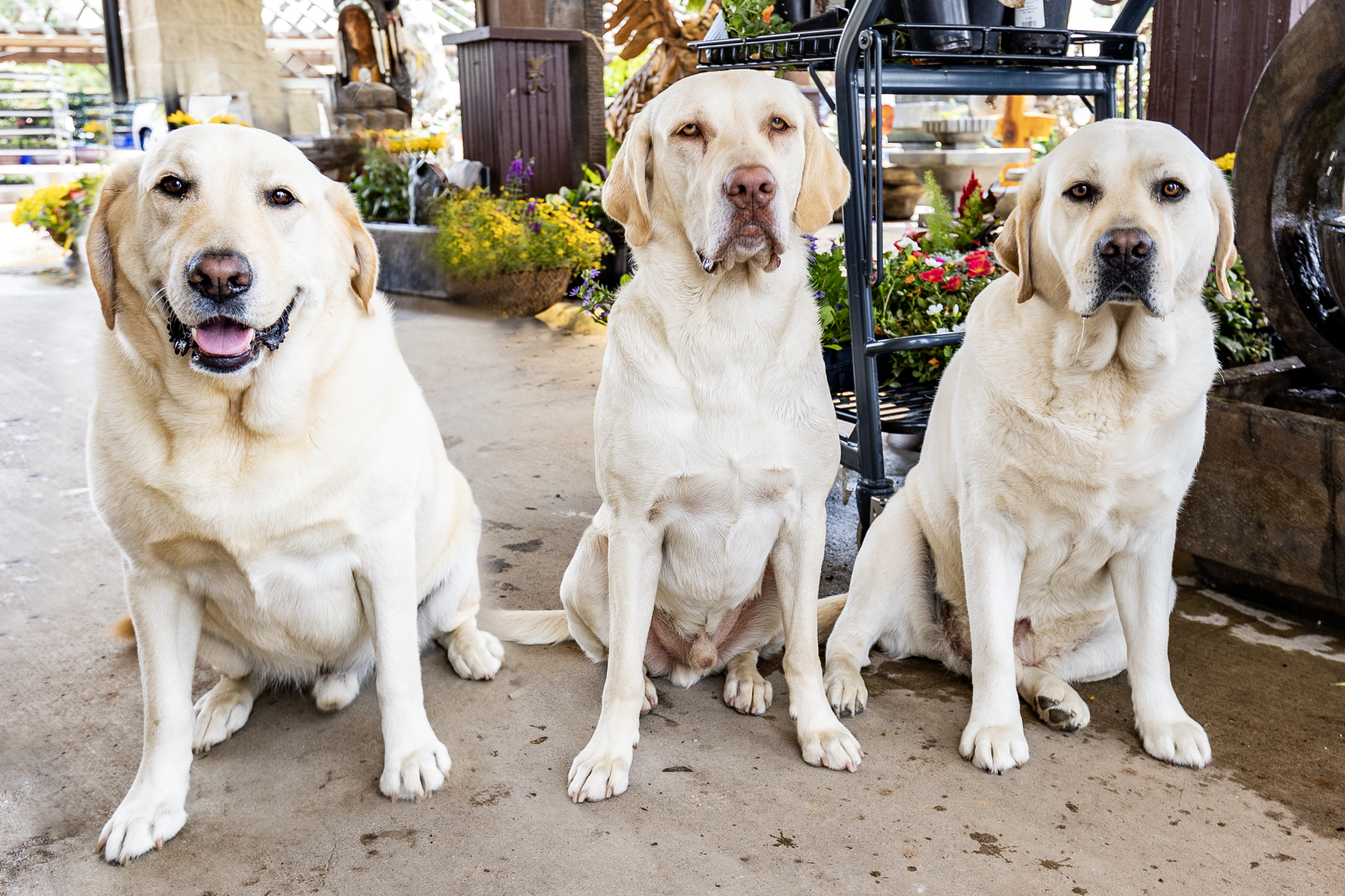 Three white dogs are sitting next to each other on the ground.