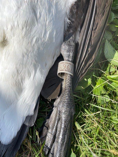 Goose Tag