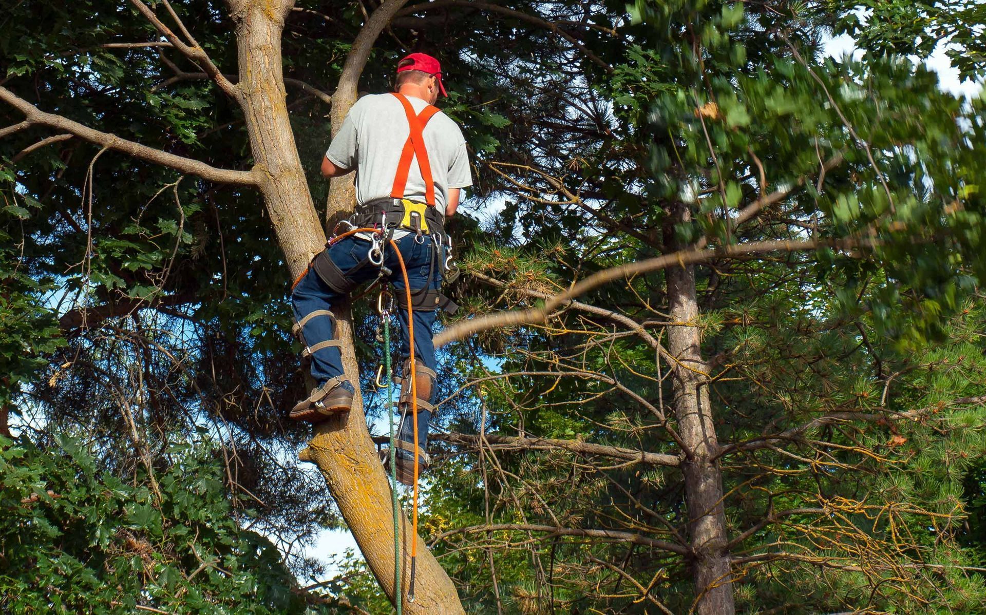 Tree pruning