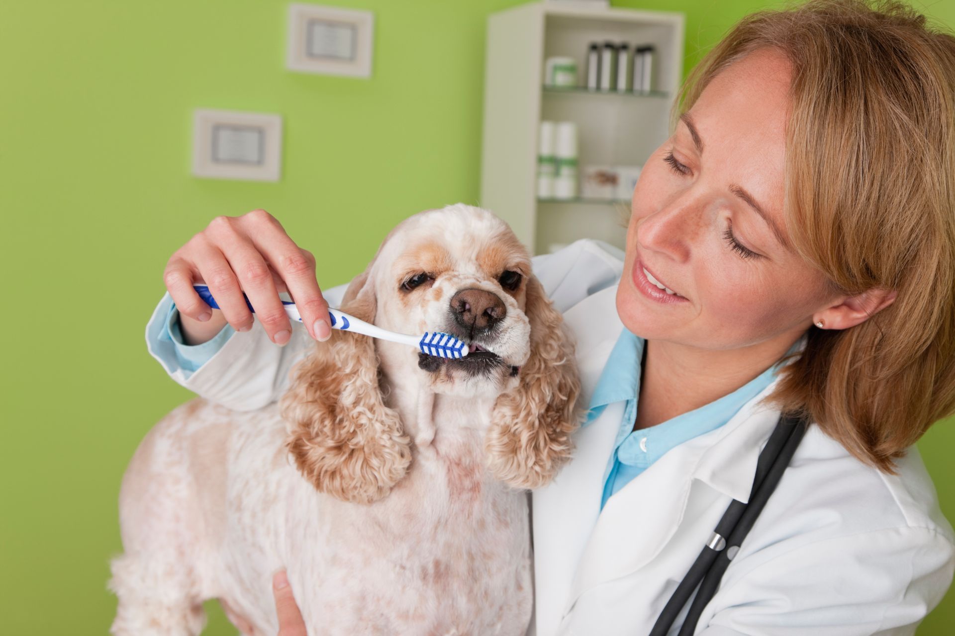 dog checkups
