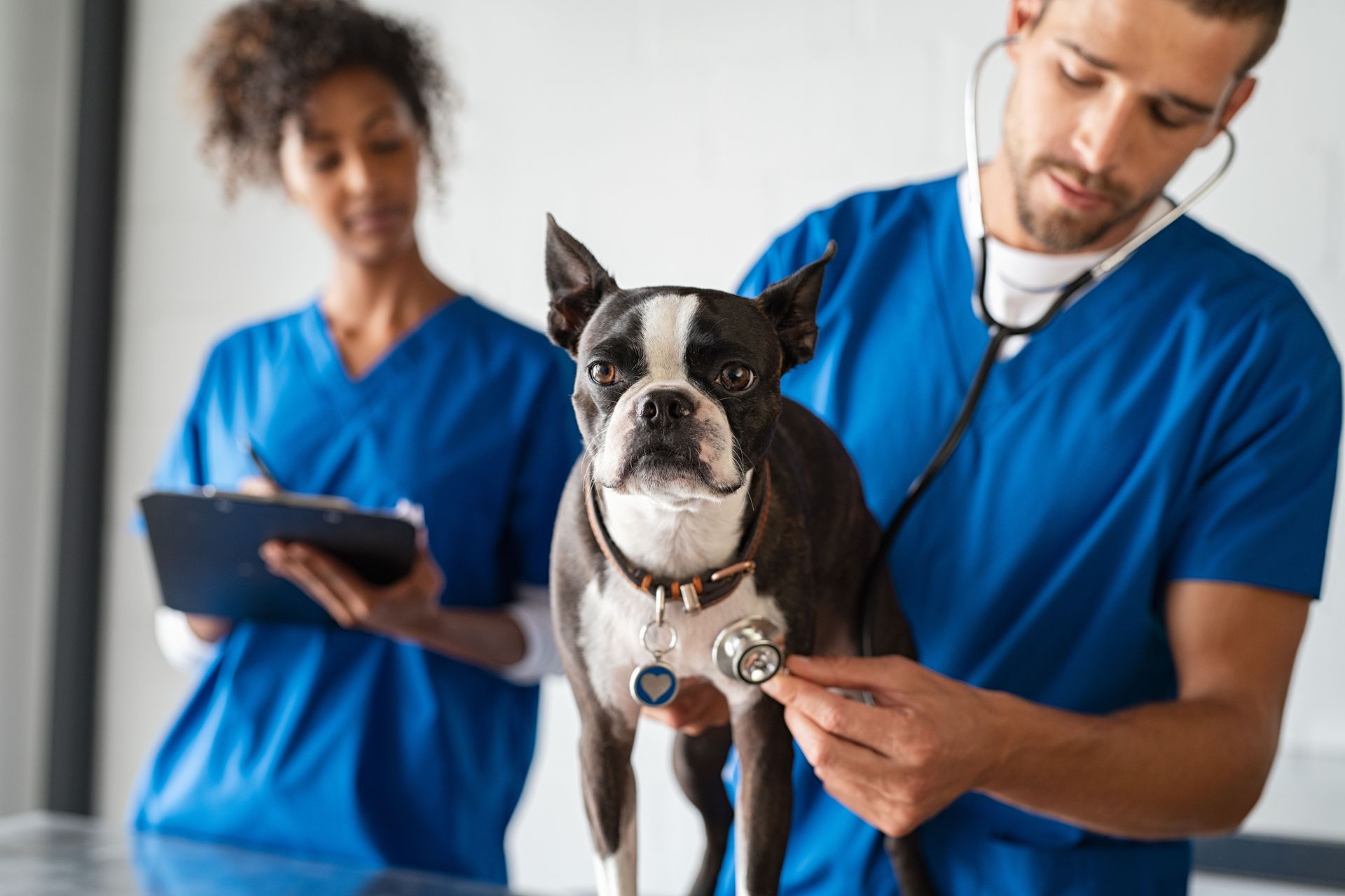 dog health screening
