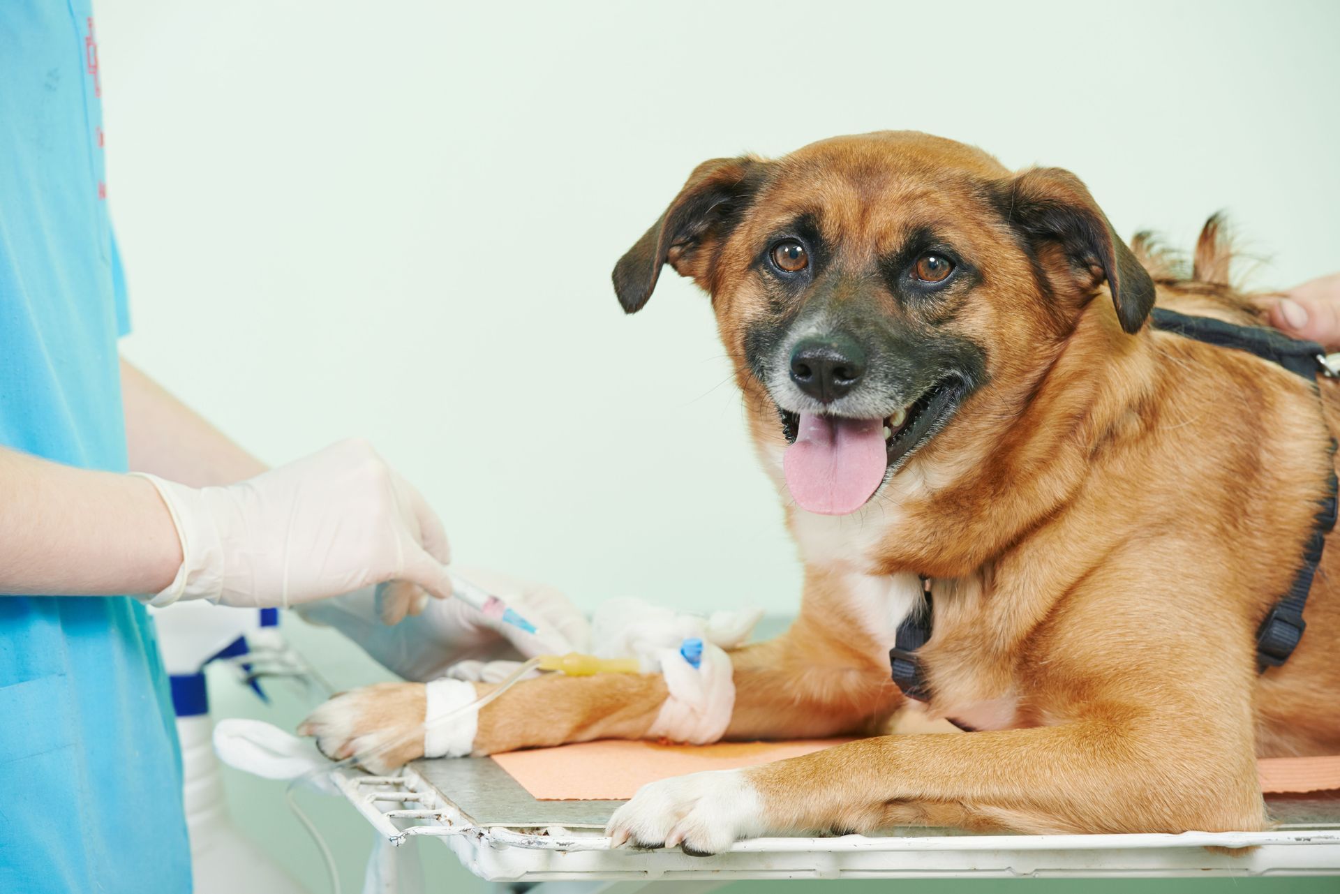 dog health screenings