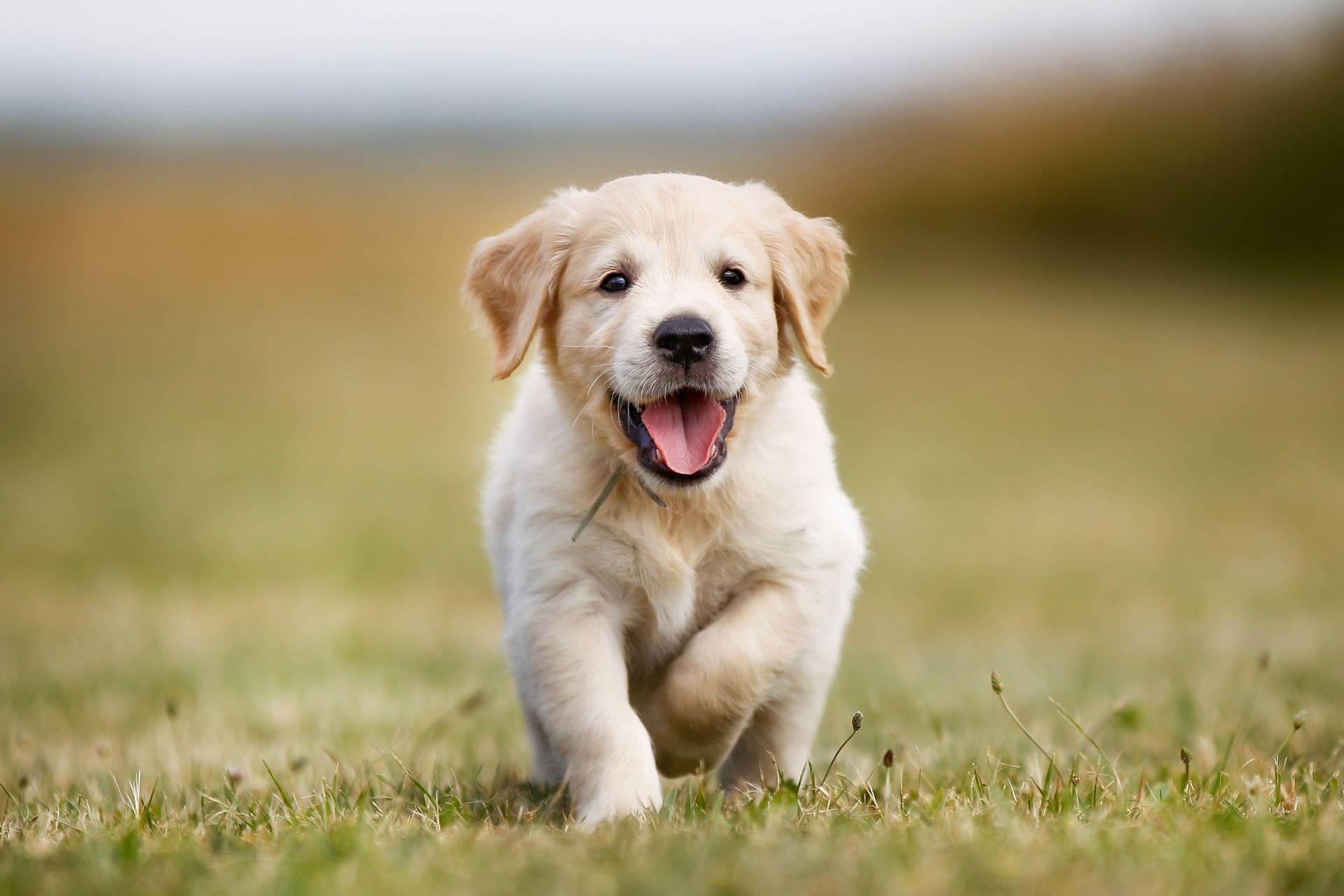 veterinarian