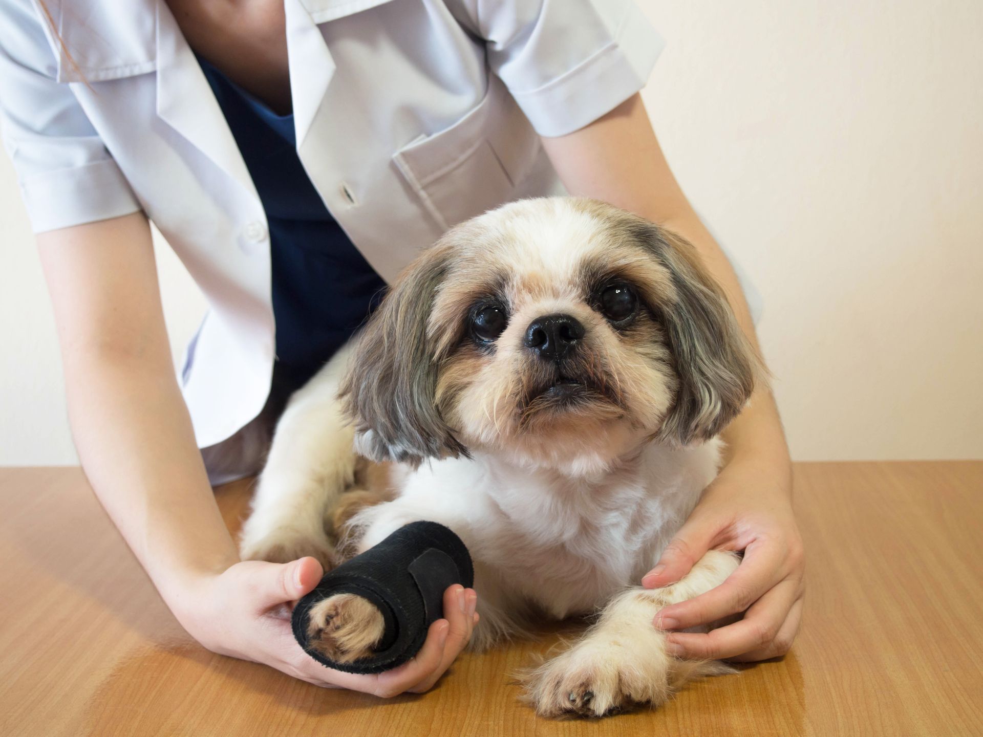Pet therapy