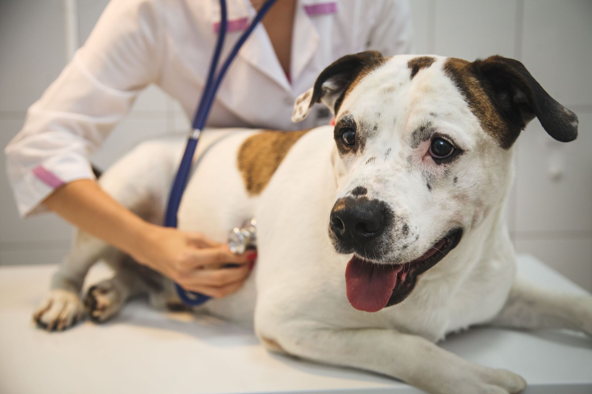 dog checkup