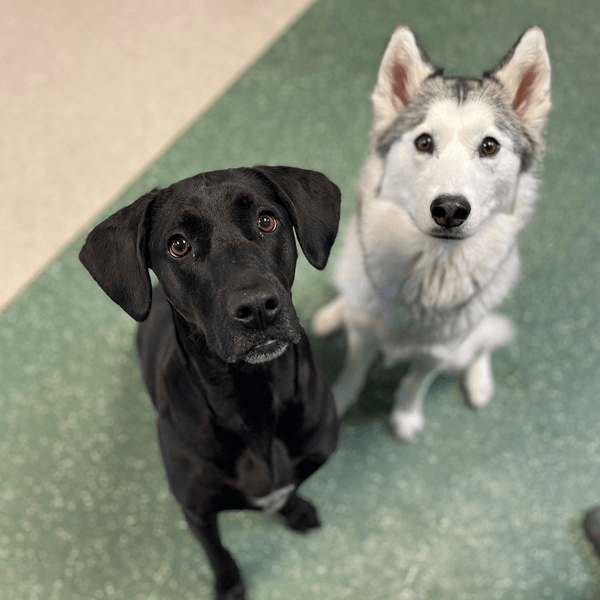 boarding and daycare