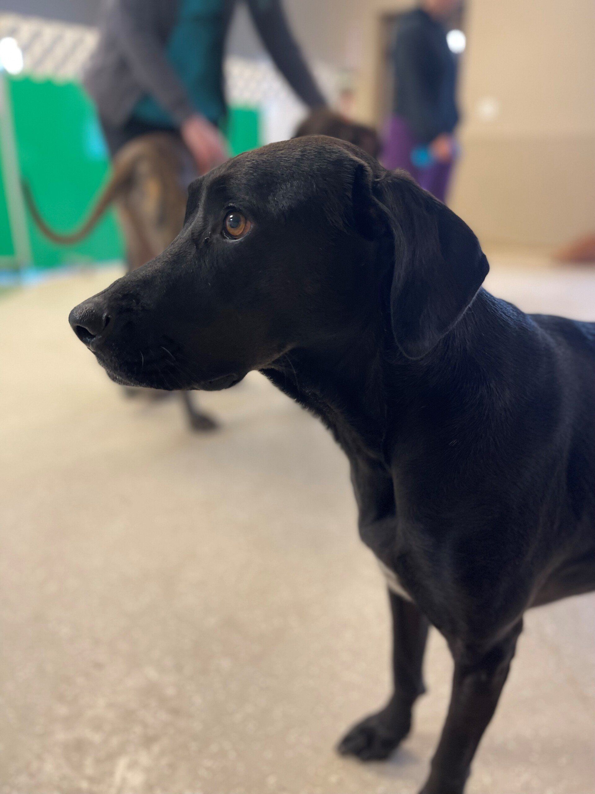 perrysburg animal hospital