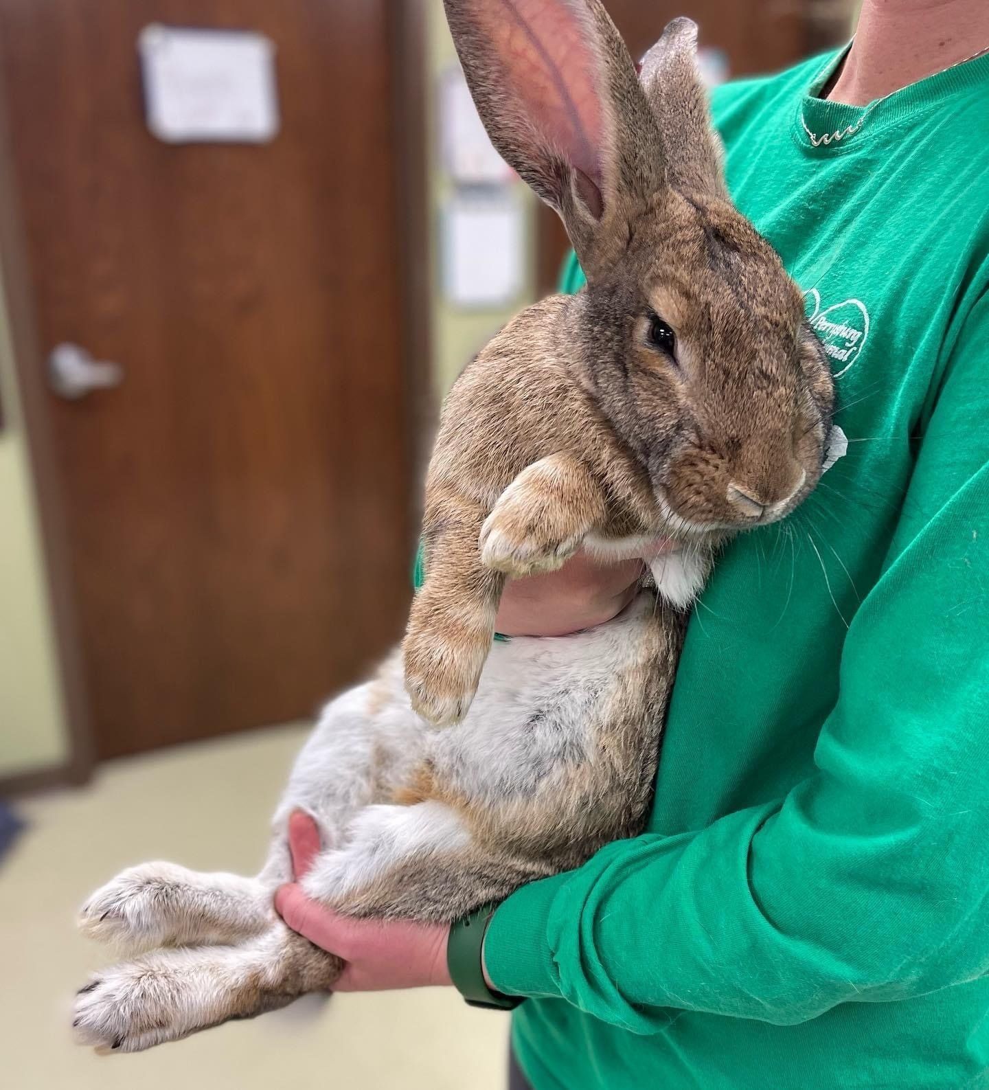 perrysburg animal hospital