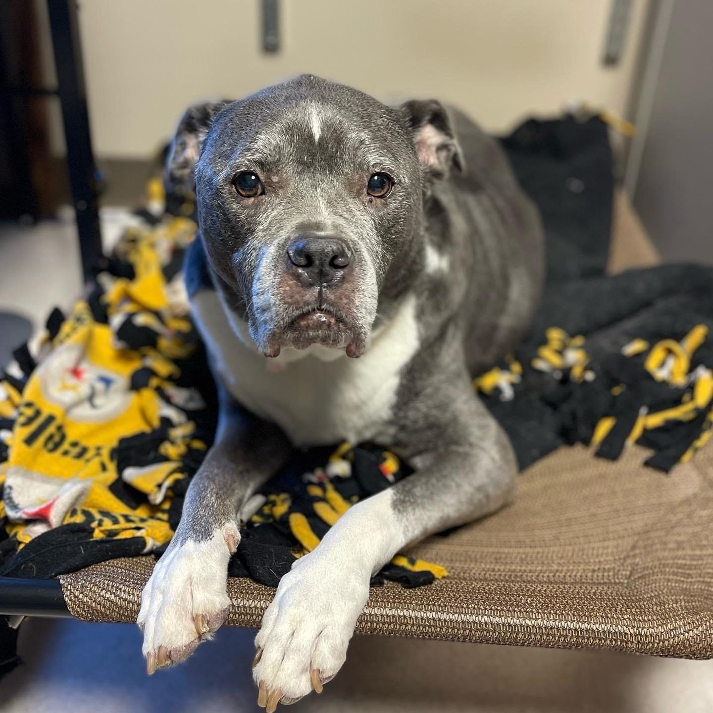 perrysburg animal hospital