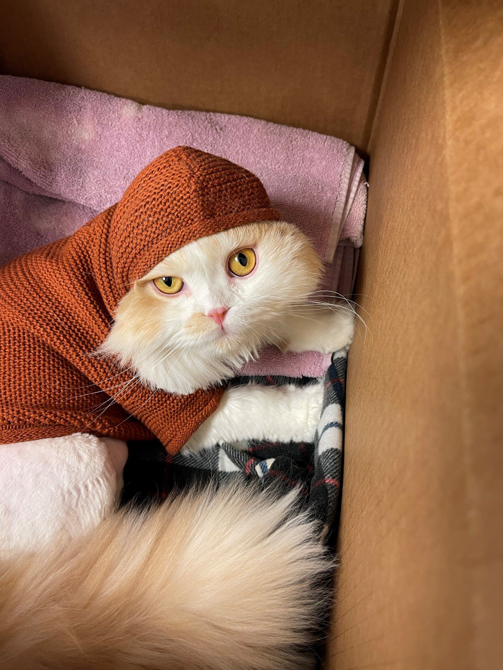 perrysburg animal hospital